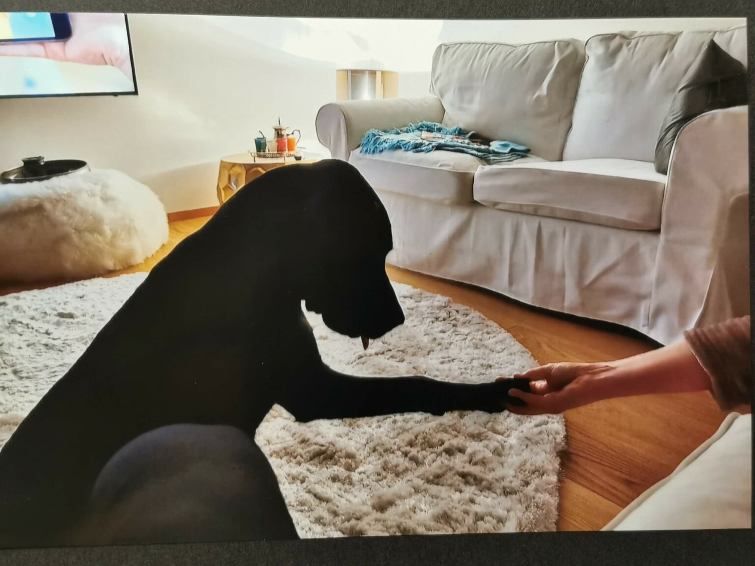 Schwarzer Labrador gibt die Pfote